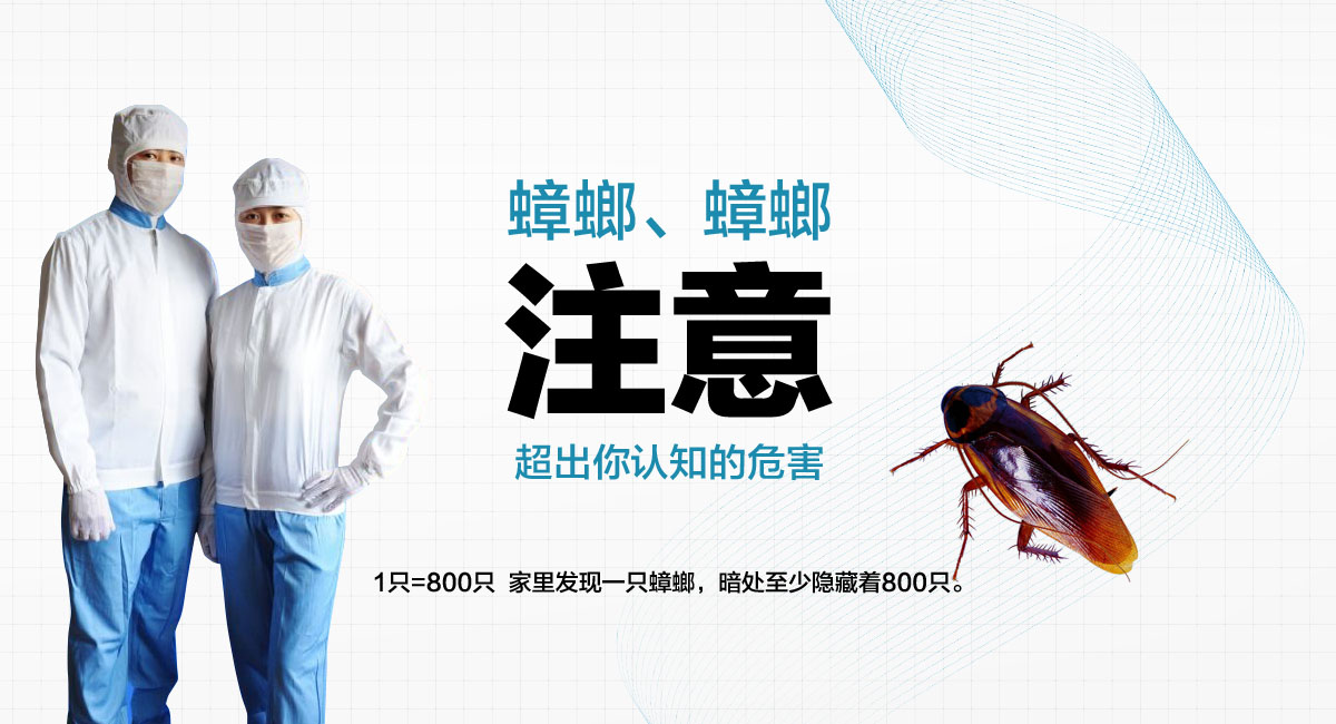 1只=800只 家里發(fā)現(xiàn)一只蟑螂，暗處至少隱藏著800只。